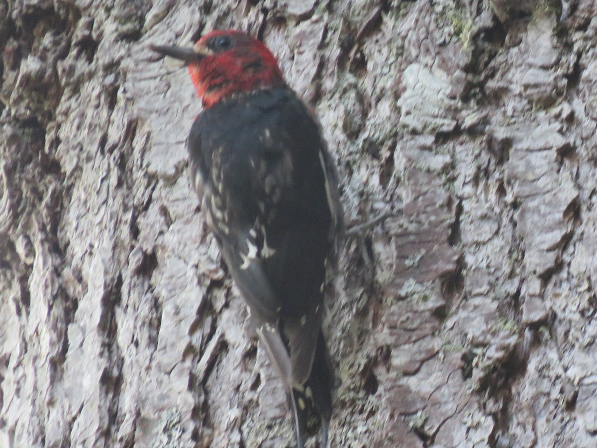 Red-breasted Sapsucker - ML622763964