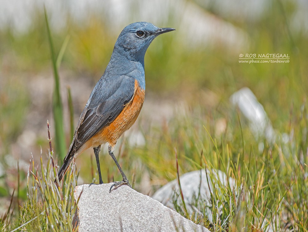 Sentinel Rock-Thrush - Rob Nagtegaal