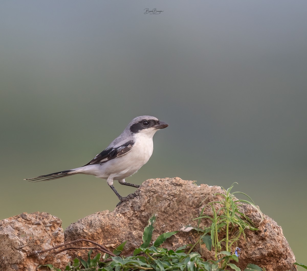 Great Gray Shrike - ML622764052