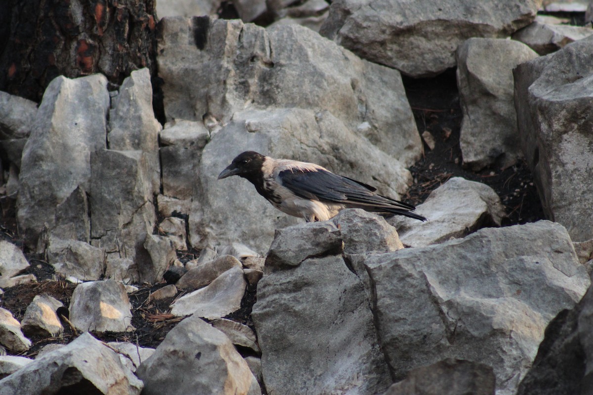 Hooded Crow - ML622764143
