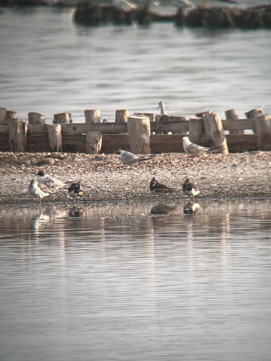 Ruddy Turnstone - ML622764249