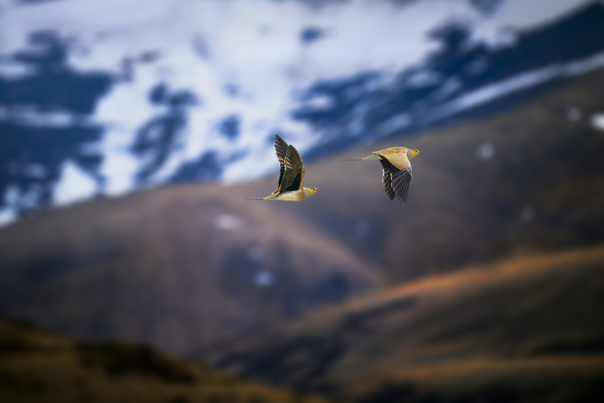 Tibetan Sandgrouse - ML622764260