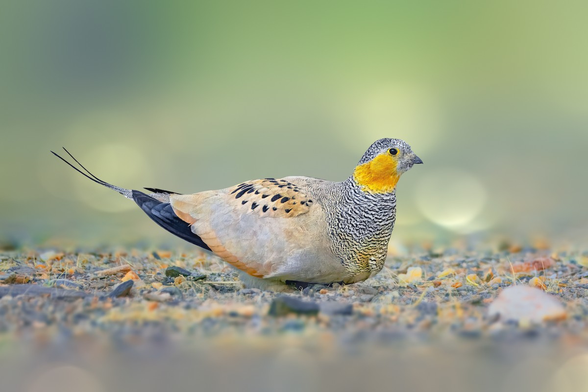 Tibetan Sandgrouse - ML622764261