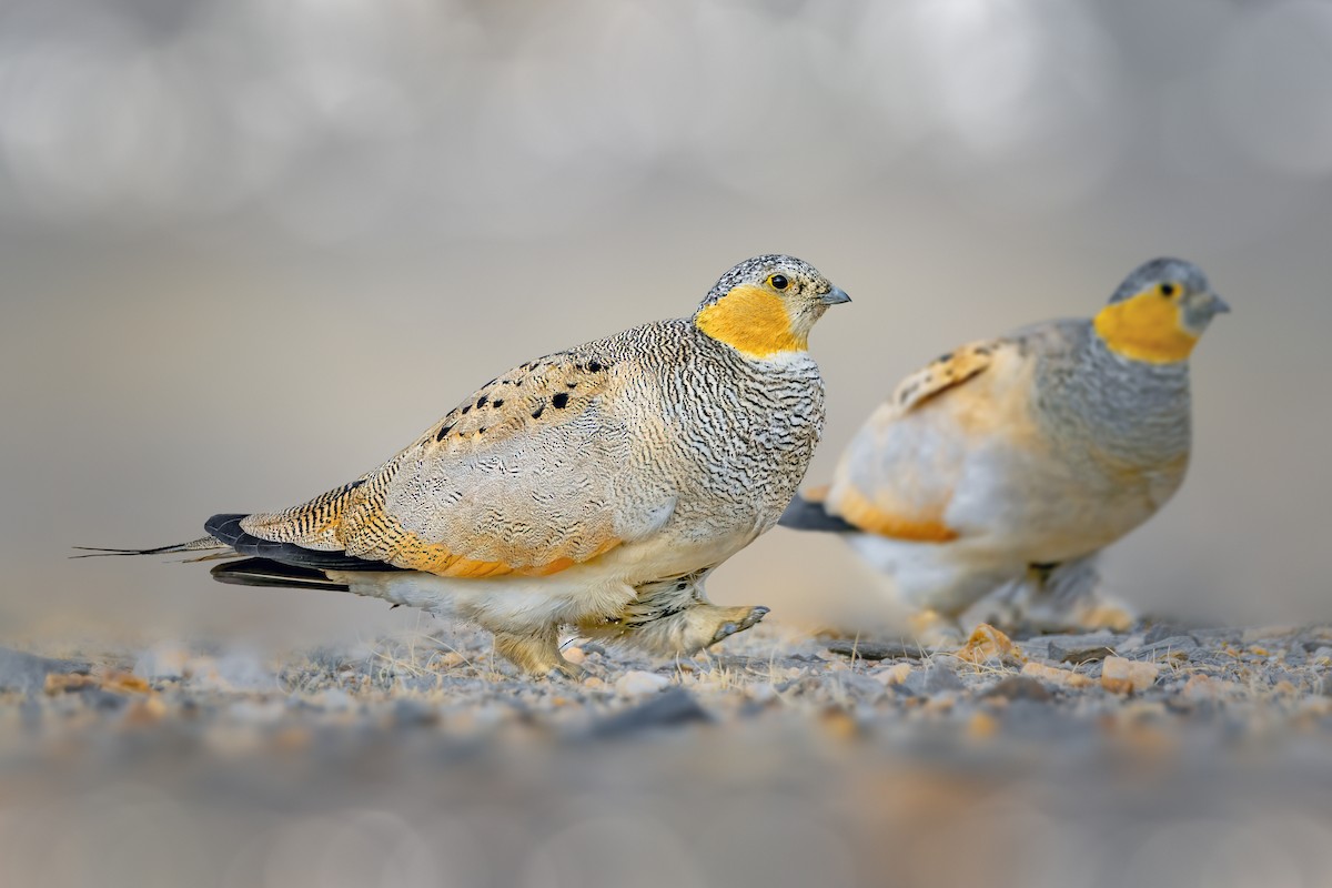 Tibetan Sandgrouse - ML622764262