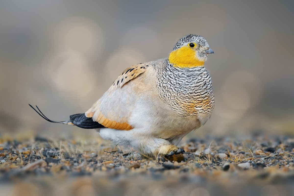 Tibetan Sandgrouse - ML622764263