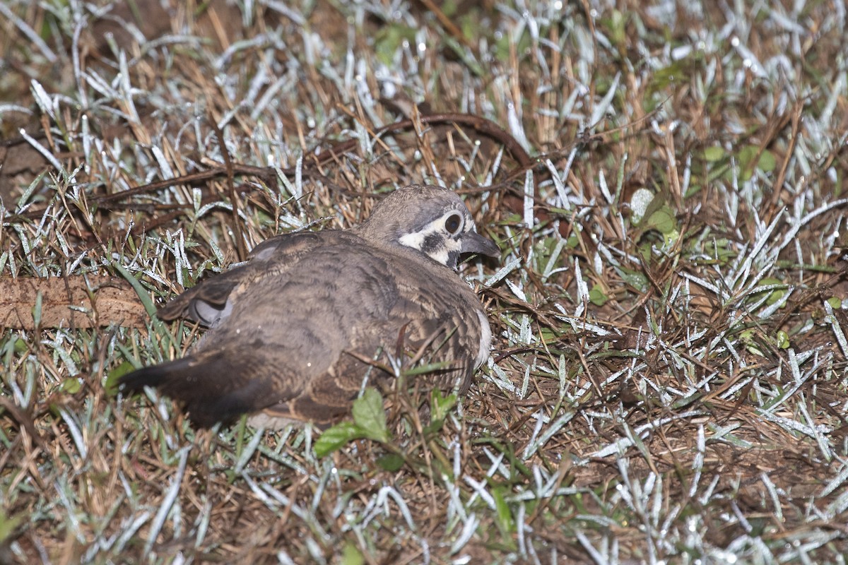 Squatter Pigeon - Isaac Clarey