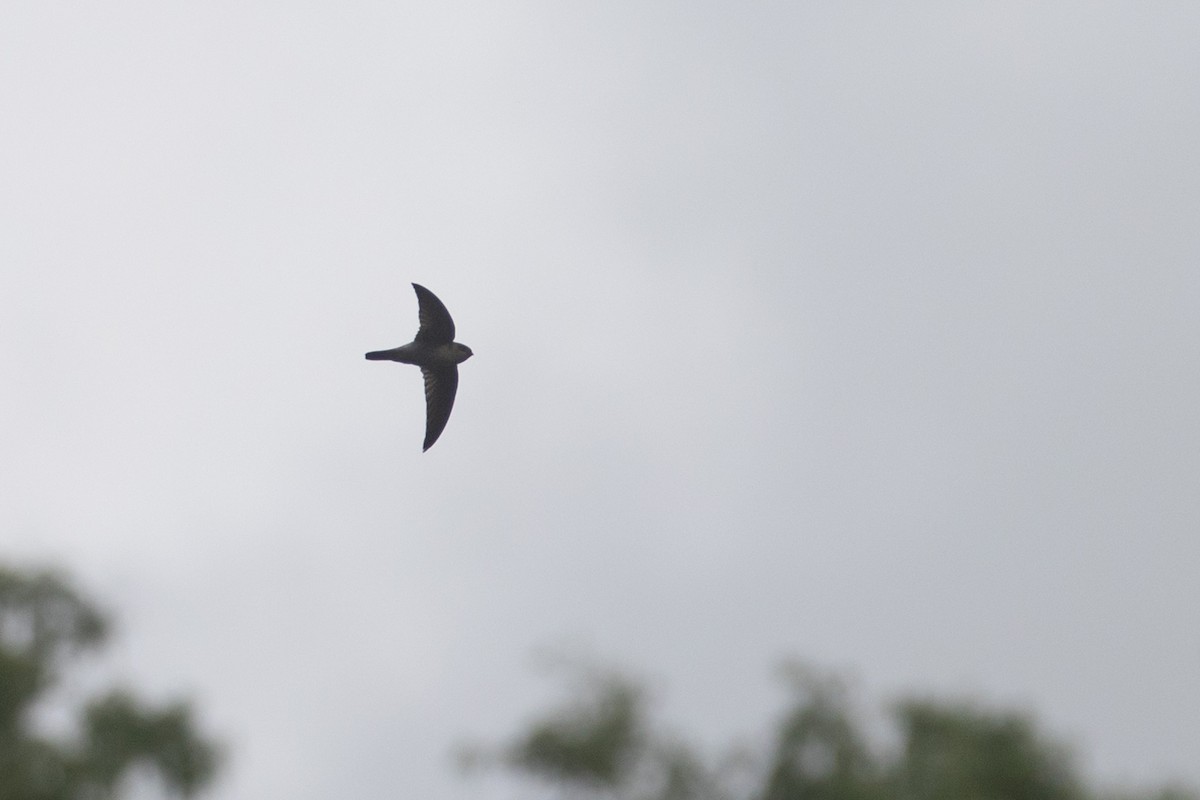 Australian Swiftlet - ML622764311