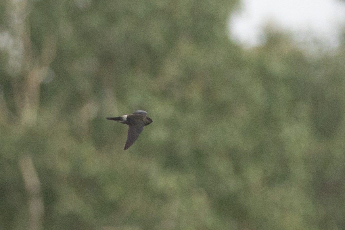 Australian Swiftlet - ML622764312