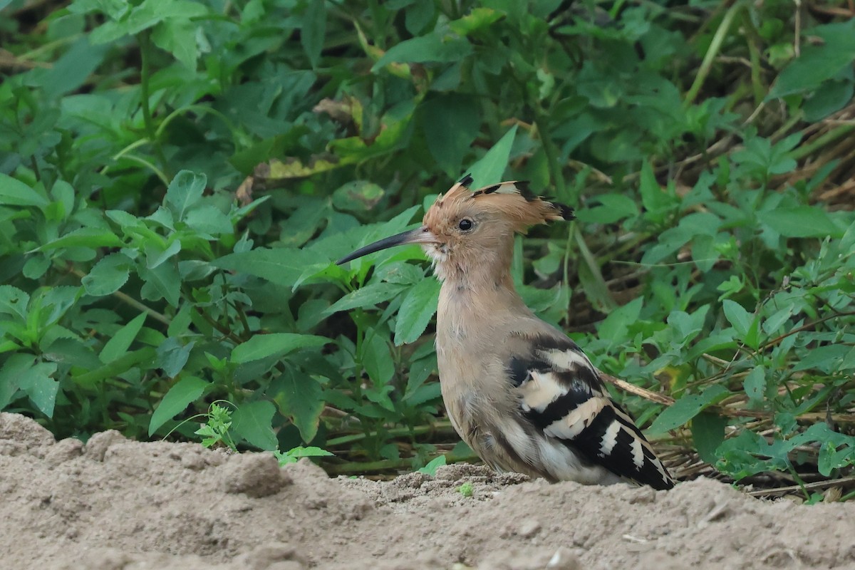 Eurasian Hoopoe - ML622764327