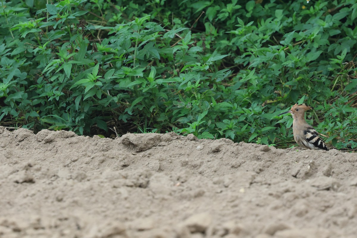 Eurasian Hoopoe - ML622764328