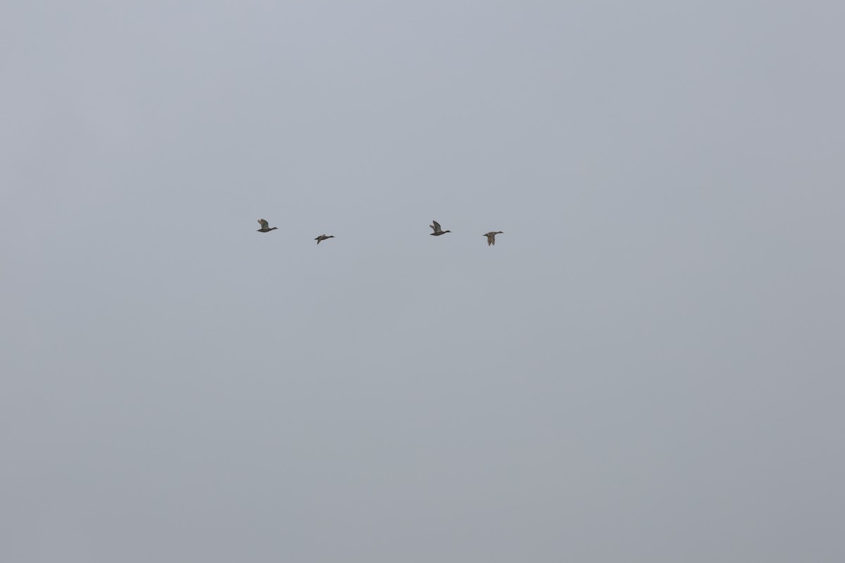 Gadwall - ML622764336