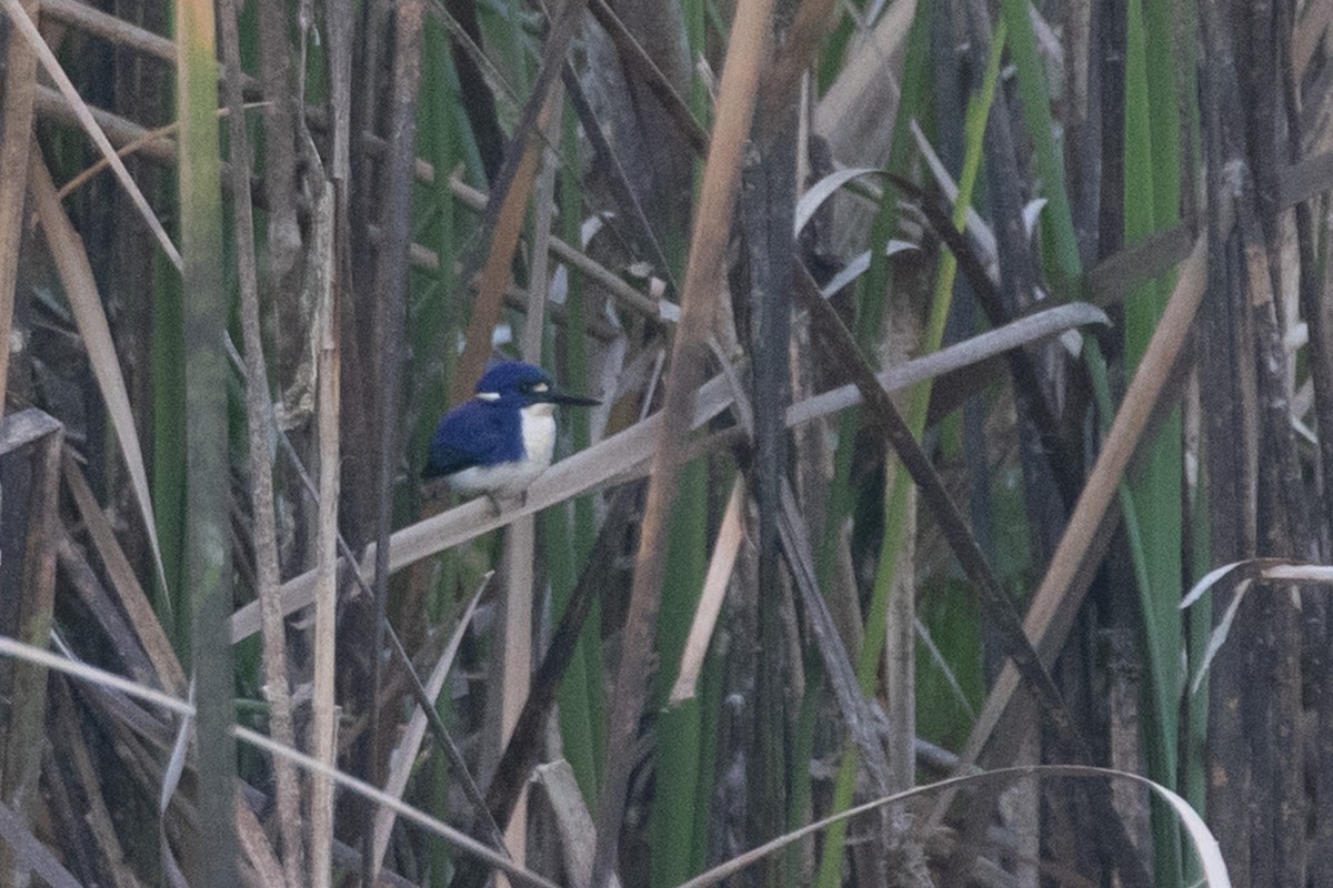 Mangrovezwergfischer - ML622764338