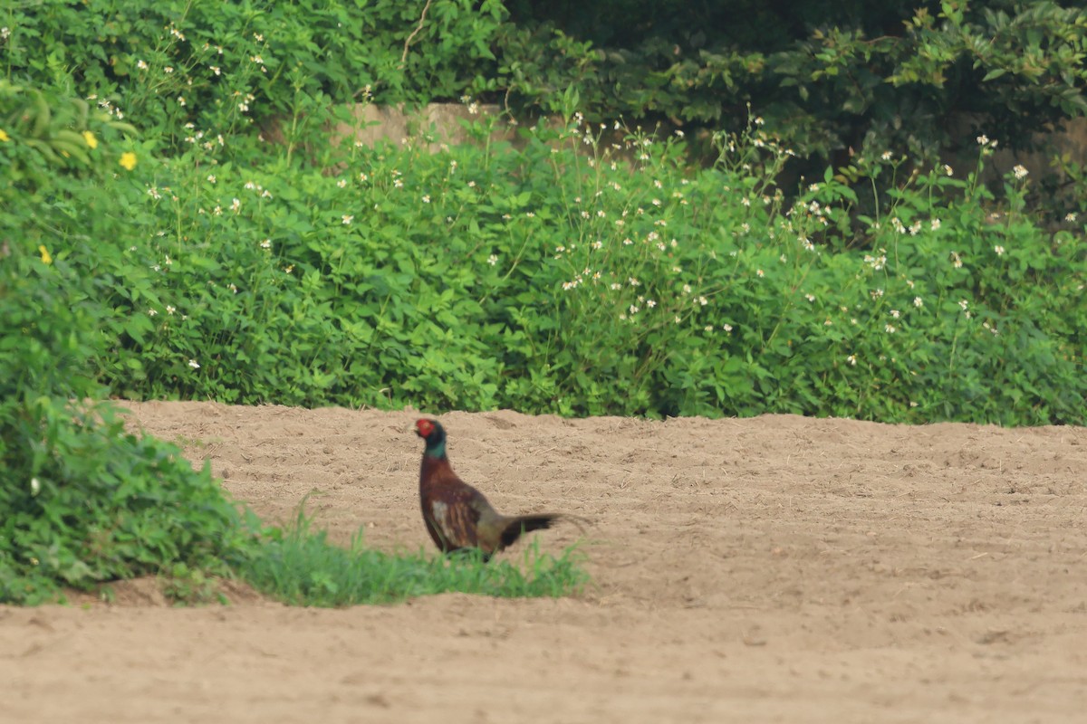 Ring-necked Pheasant - ML622764341