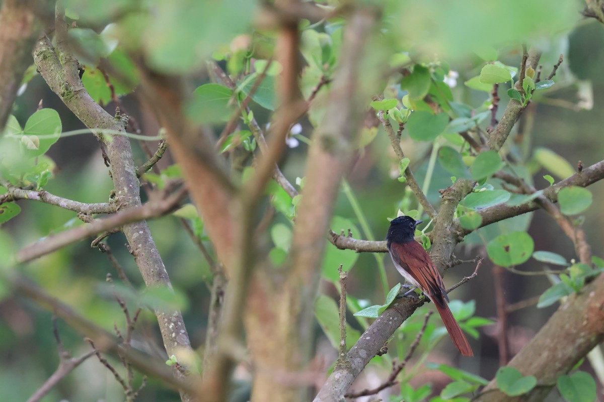 Amur Paradise-Flycatcher - 宏銘 林