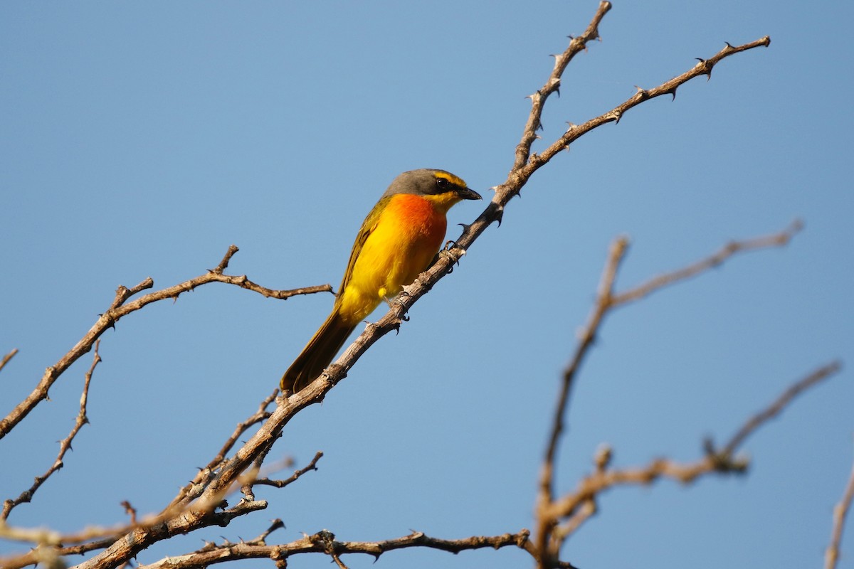 Sulphur-breasted Bushshrike - Maxence Pajot