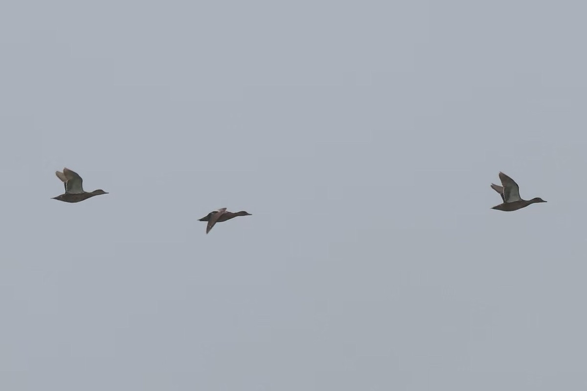 Falcated Duck - ML622764469