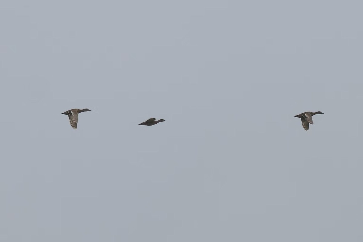 Falcated Duck - ML622764470
