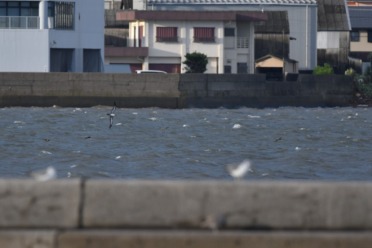 Wedge-tailed Shearwater - ML622764477