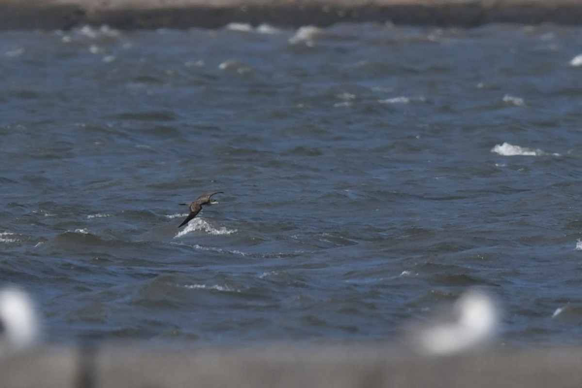 Wedge-tailed Shearwater - ML622764479