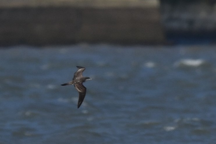 Wedge-tailed Shearwater - ML622764482