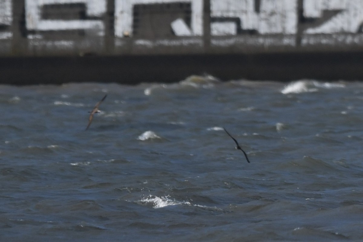 Wedge-tailed Shearwater - ML622764485