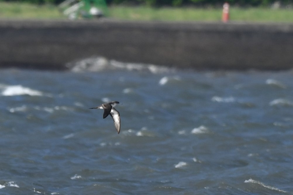 Wedge-tailed Shearwater - ML622764486