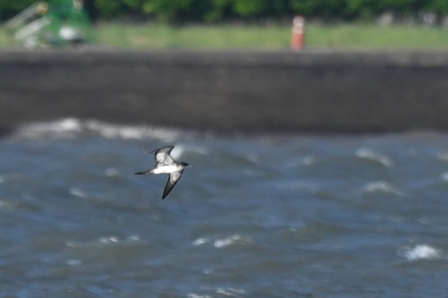 Wedge-tailed Shearwater - ML622764487