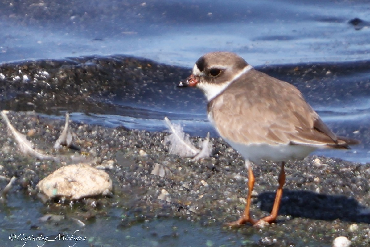 Semipalmated Plover - ML622764495