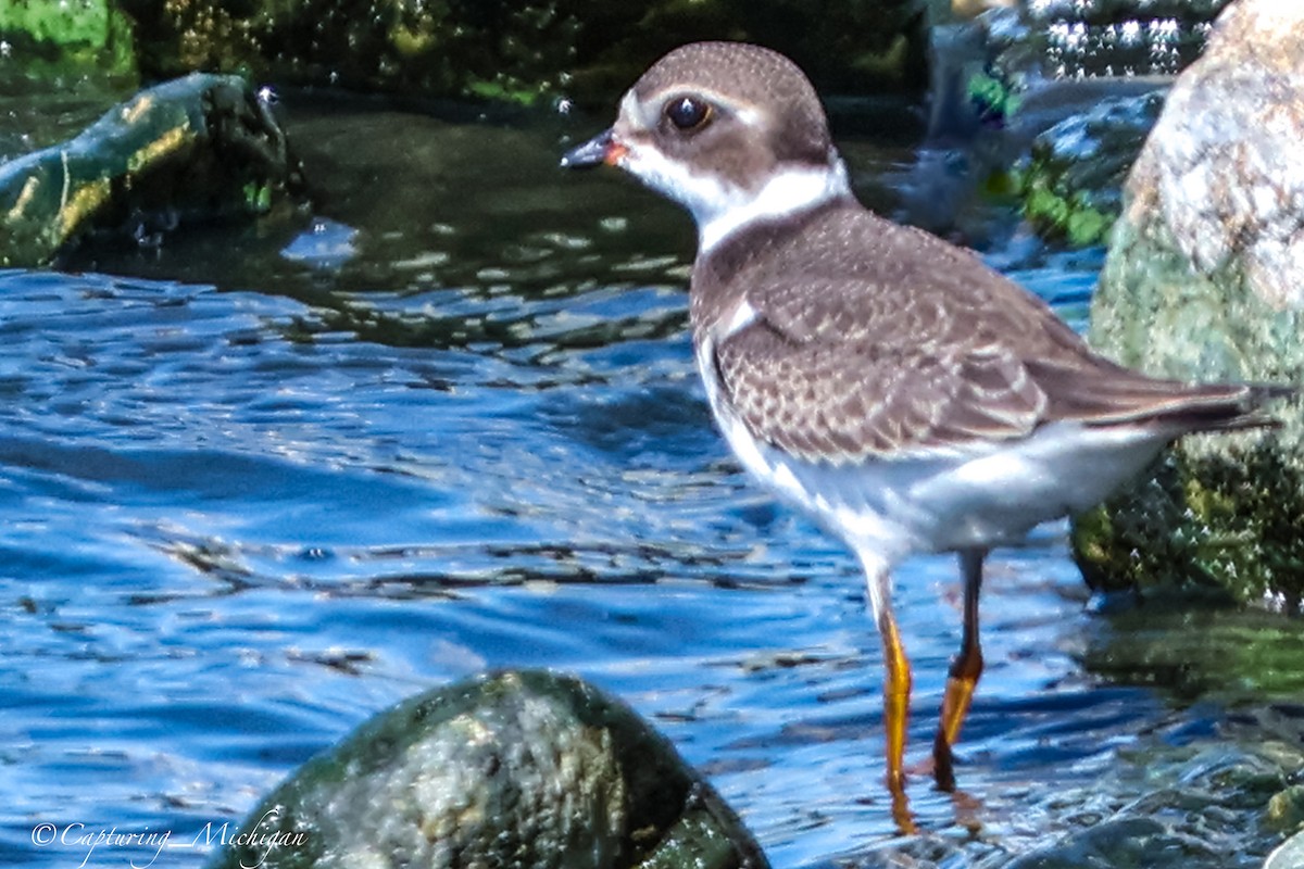 Semipalmated Plover - ML622764496