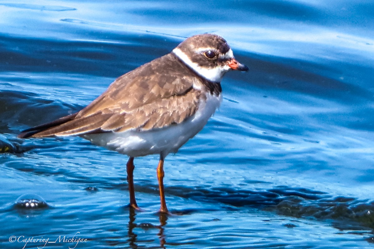 Semipalmated Plover - ML622764497