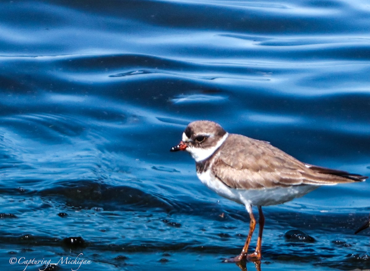 Semipalmated Plover - ML622764498