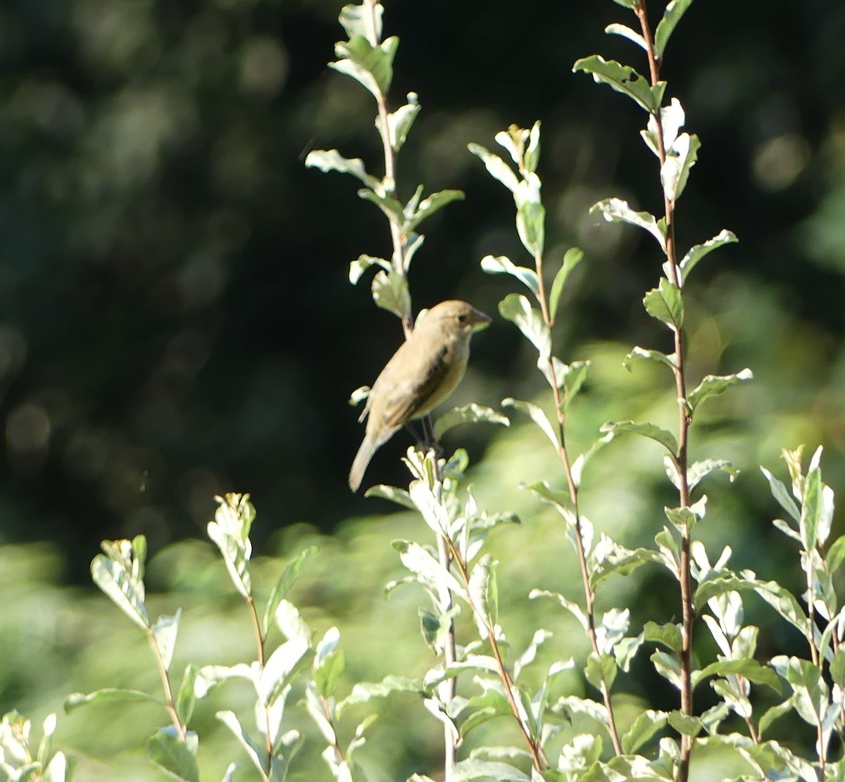 Indigo Bunting - ML622764522