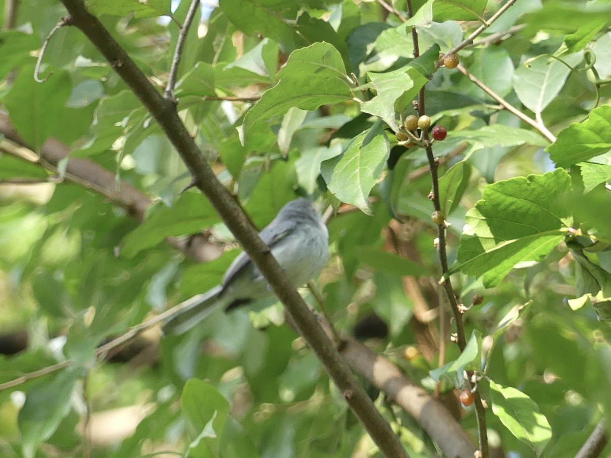 Blue-gray Gnatcatcher - ML622764533