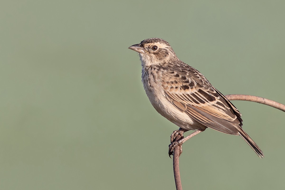 Singing Bushlark - Elspeth M