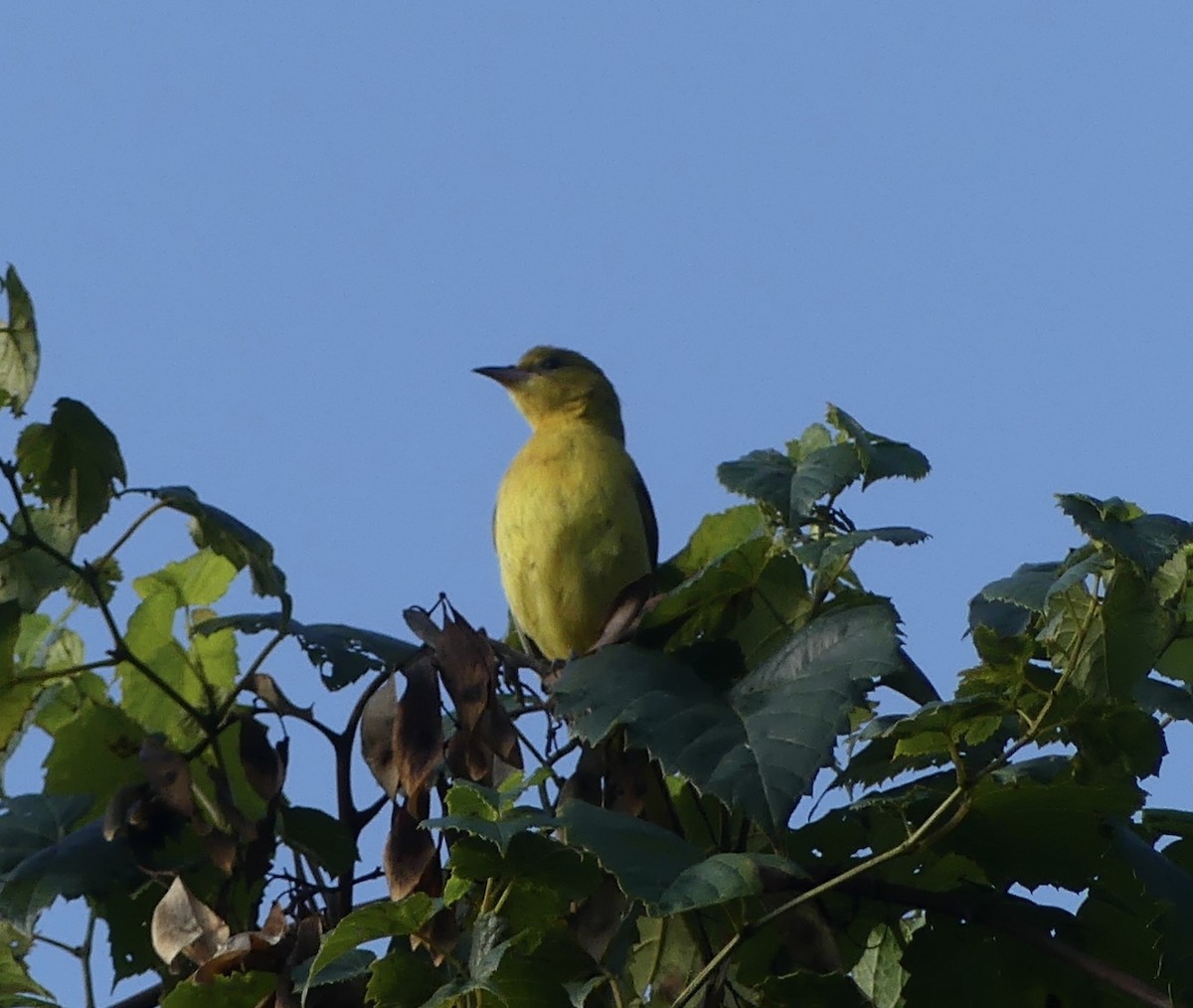 Baltimore Oriole - ML622764545