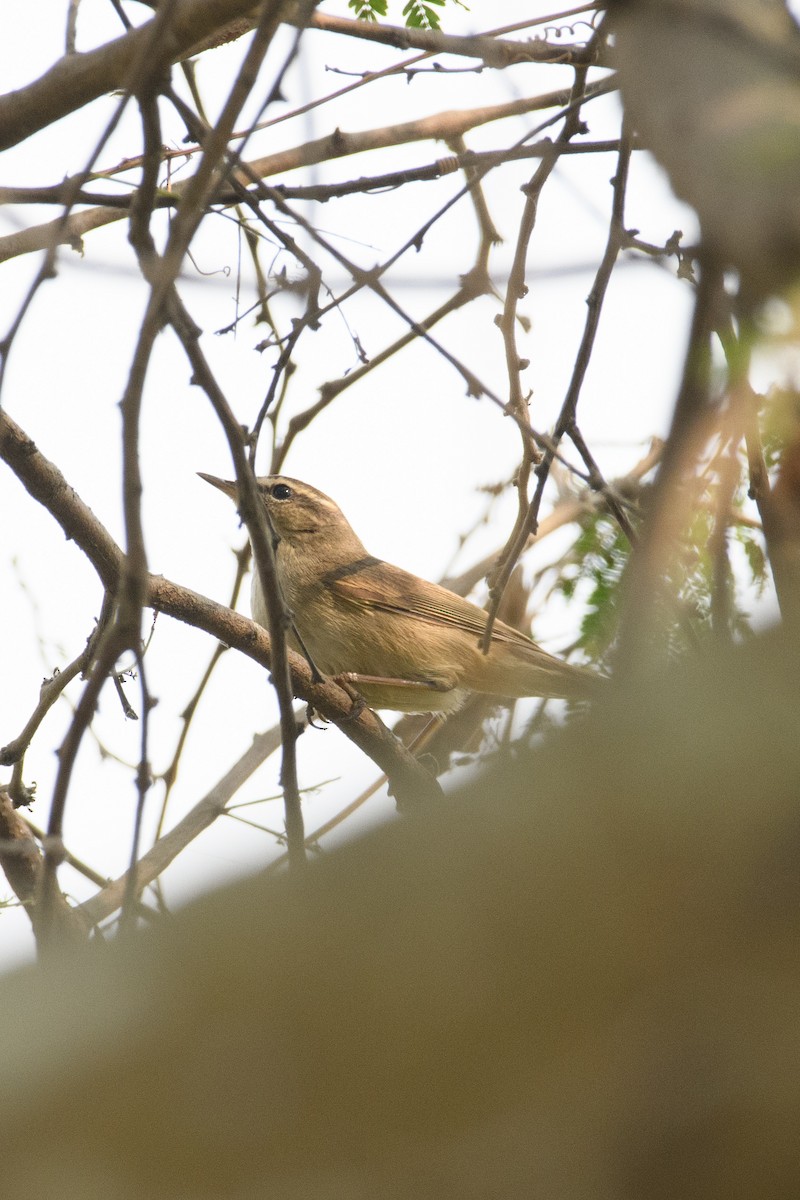 Dusky Warbler - ML622764561