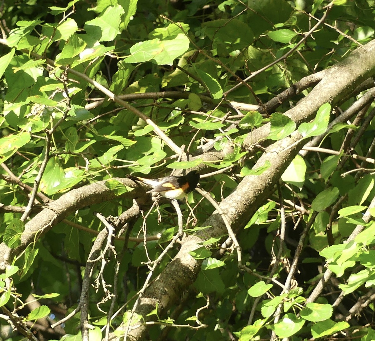 American Redstart - ML622764569