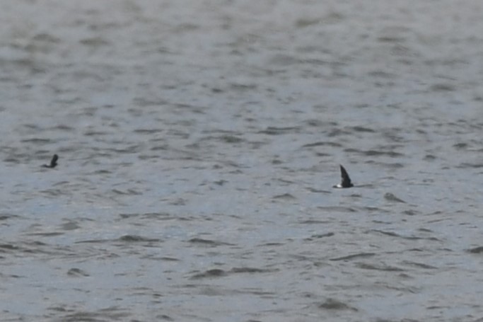 Wilson's Storm-Petrel - ML622764579