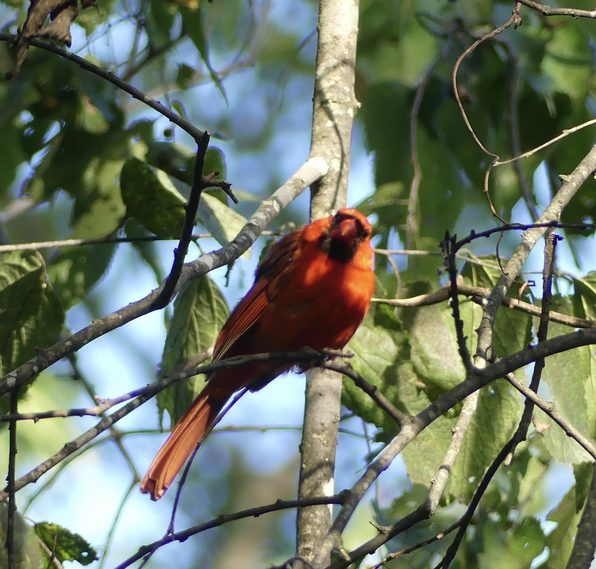 Northern Cardinal - ML622764587