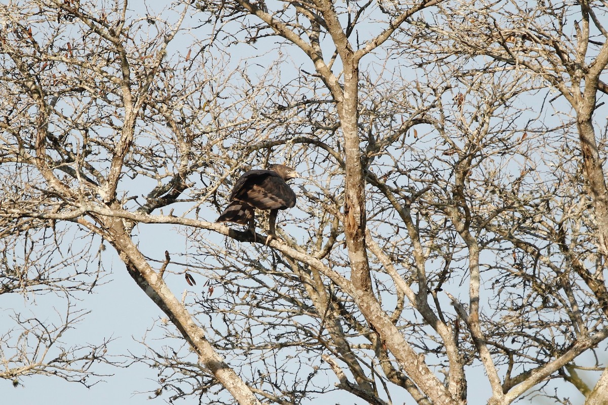 Crowned Eagle - ML622764589