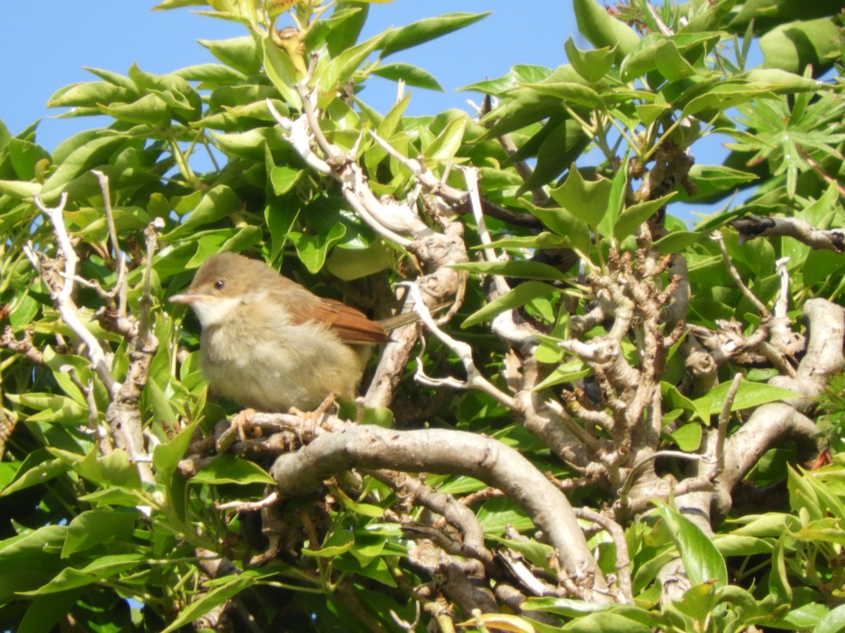 Greater Whitethroat - ML622764592