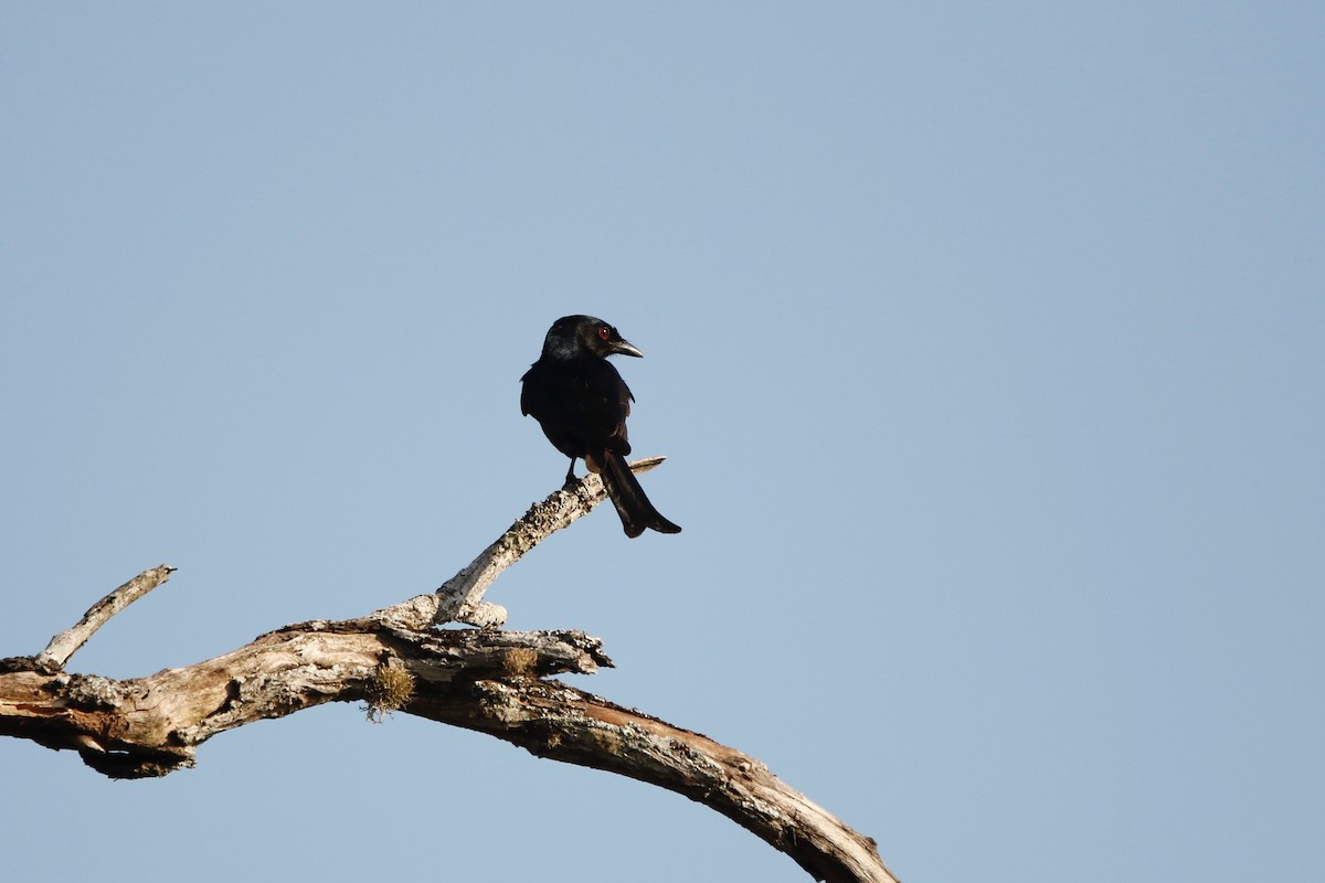 Square-tailed Drongo - ML622764593