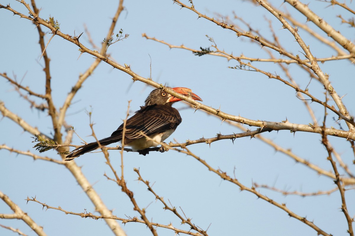 Crowned Hornbill - ML622764597