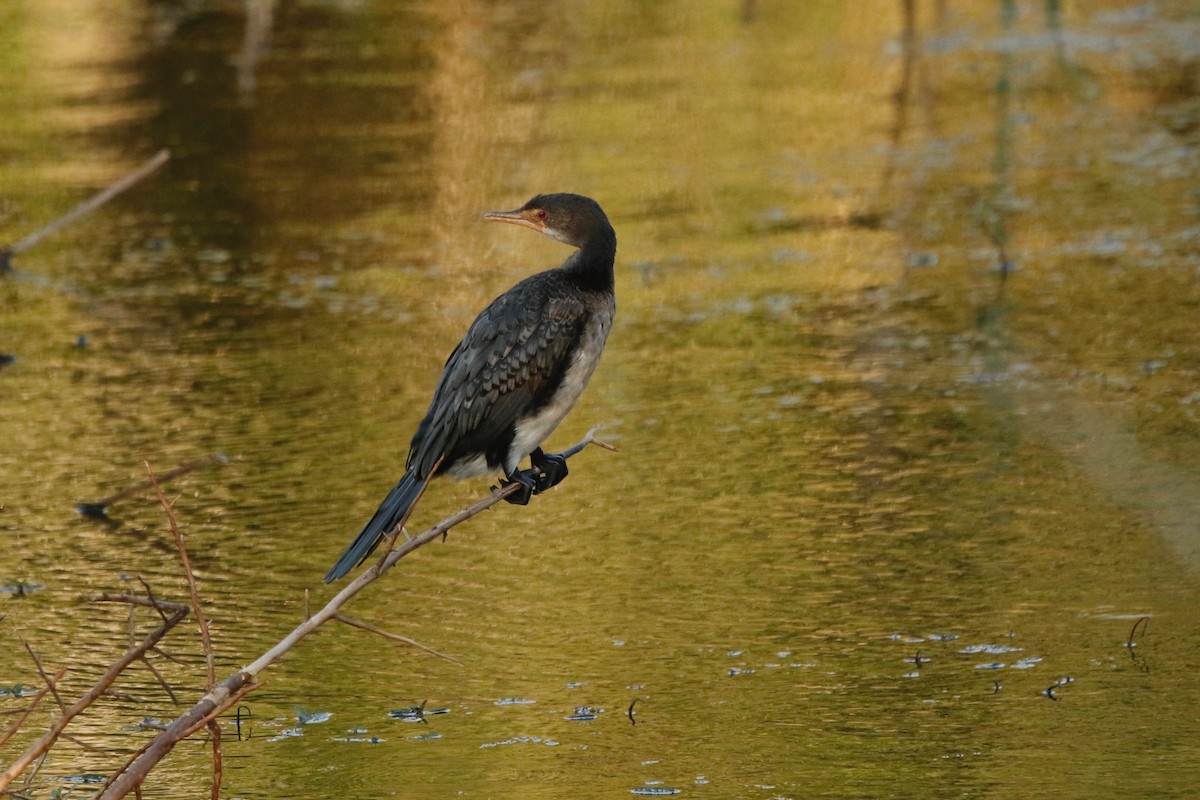 Long-tailed Cormorant - ML622764603