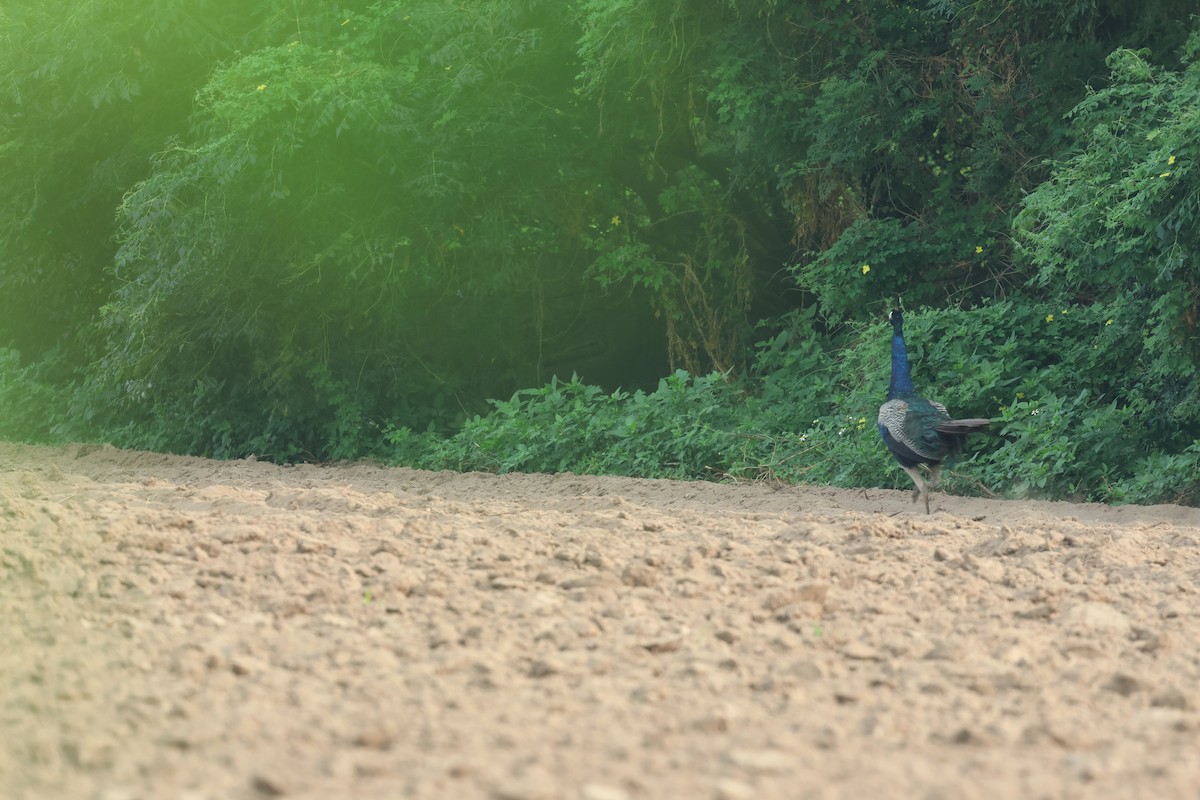 Indian Peafowl - ML622764620