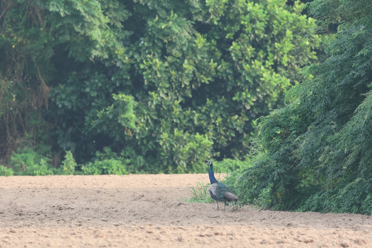 Indian Peafowl - ML622764621