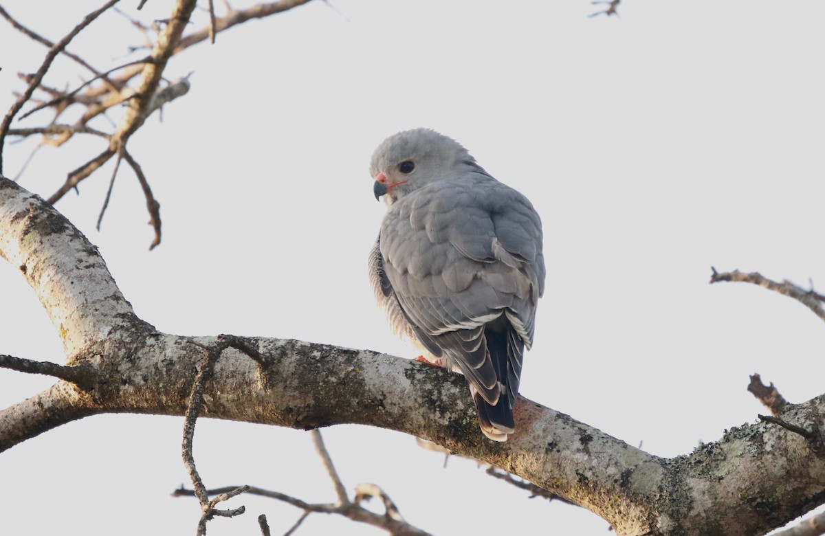 Lizard Buzzard - ML622764634