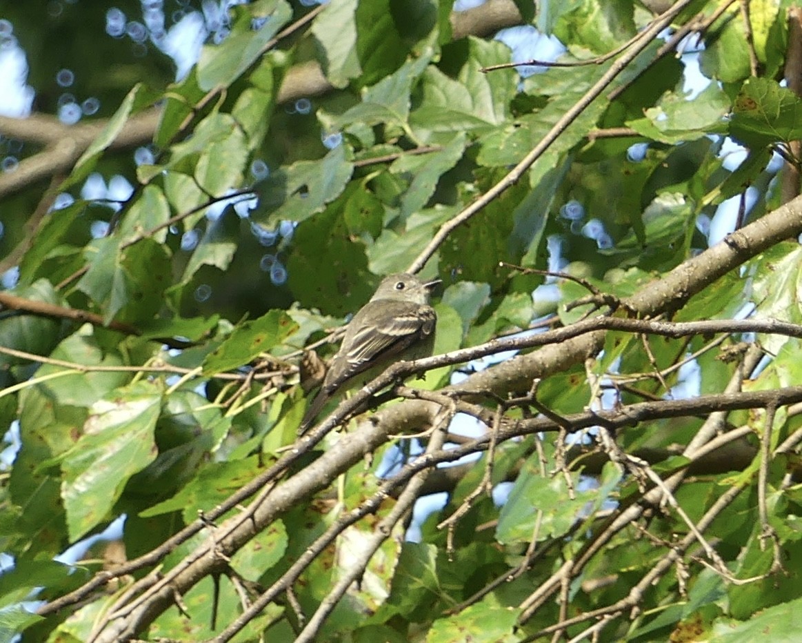 Eastern Wood-Pewee - ML622764638