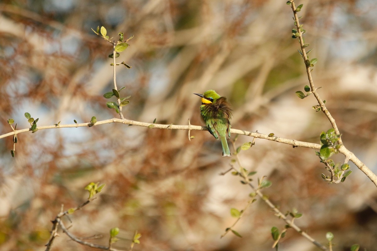 Little Bee-eater - Maxence Pajot