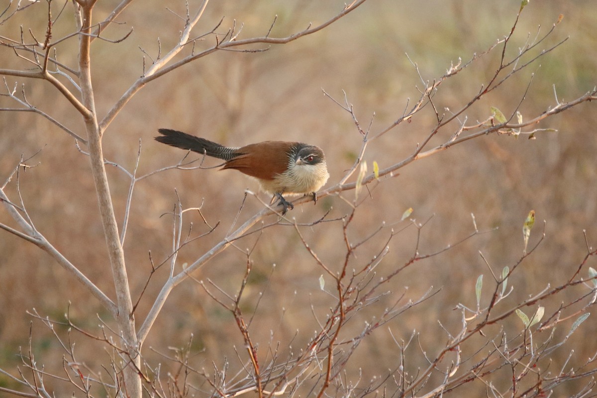 White-browed Coucal (Burchell's) - ML622764649